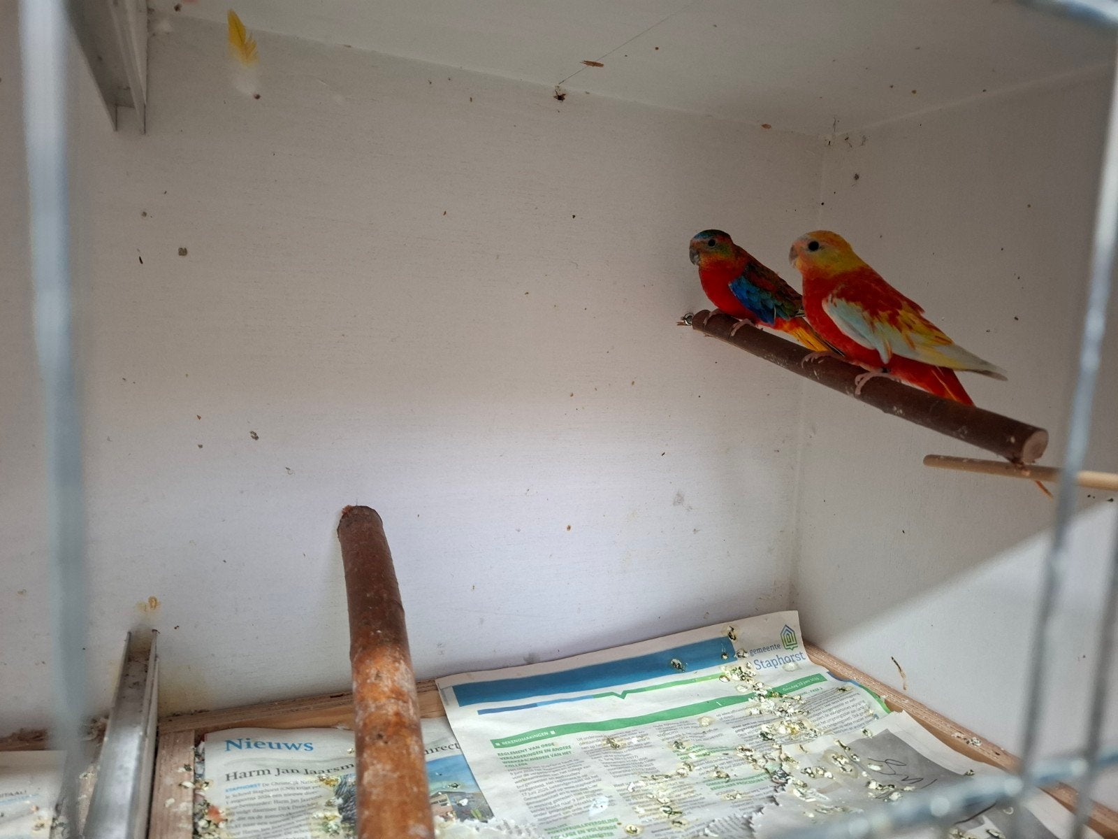 turquoisineparkiet, Meerdere dieren, Parkiet, Geringd