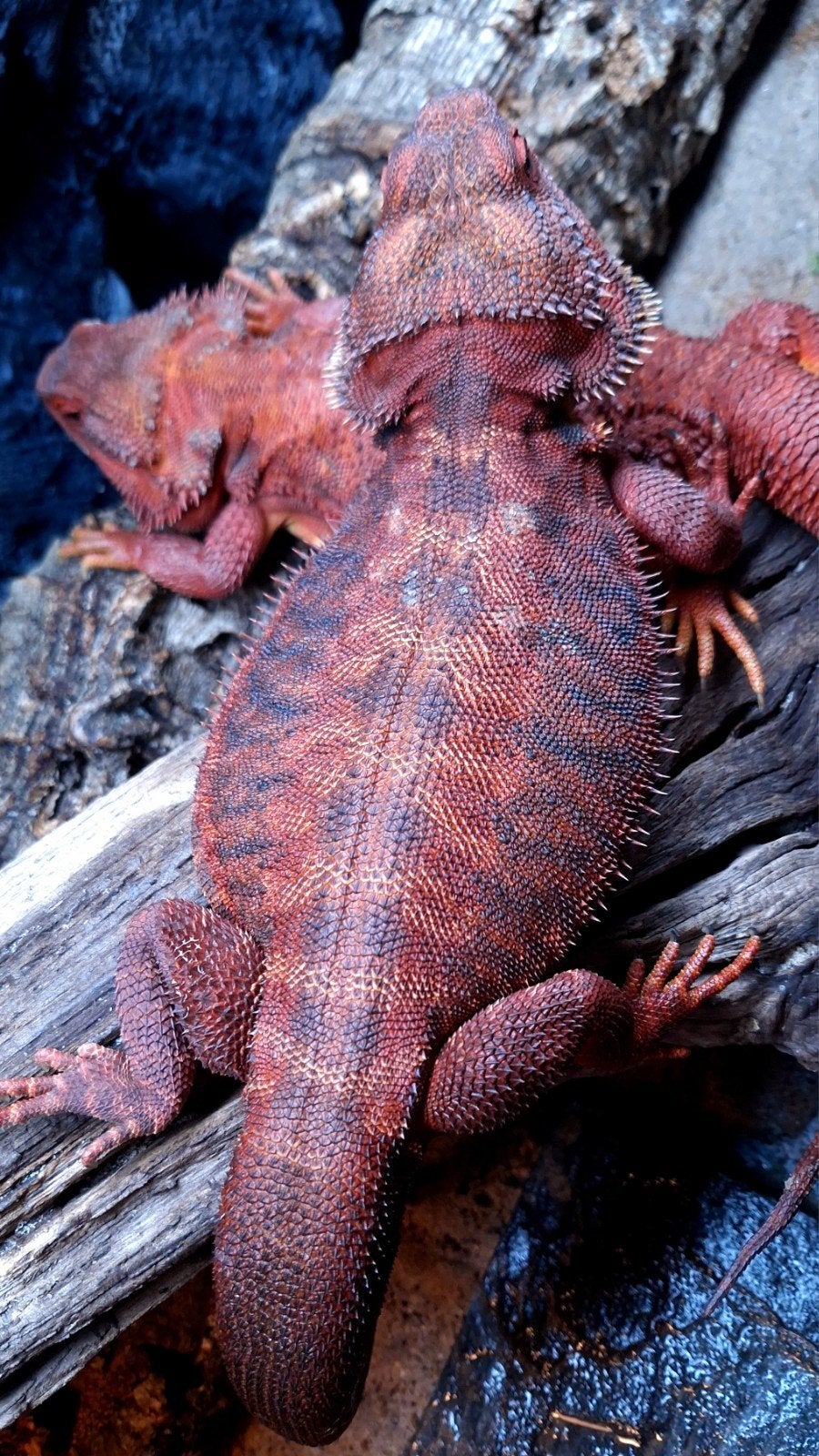100% Red Monster Leatherback Baardagaam Man Bearded Dragon - male for sale from Design Dragons