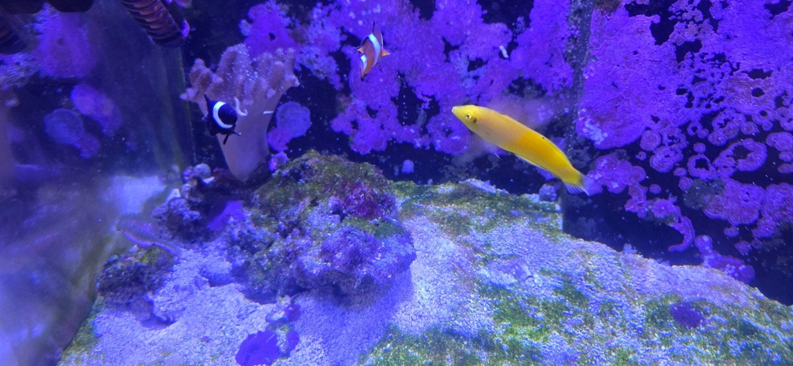 Zeeaquarium inhoud, Dieren en Toebehoren, Vissen | Aquariumvissen, Vis