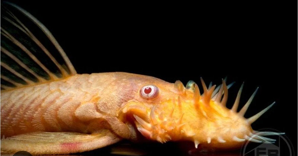 Ancistrus dolichopterus albino, Vis