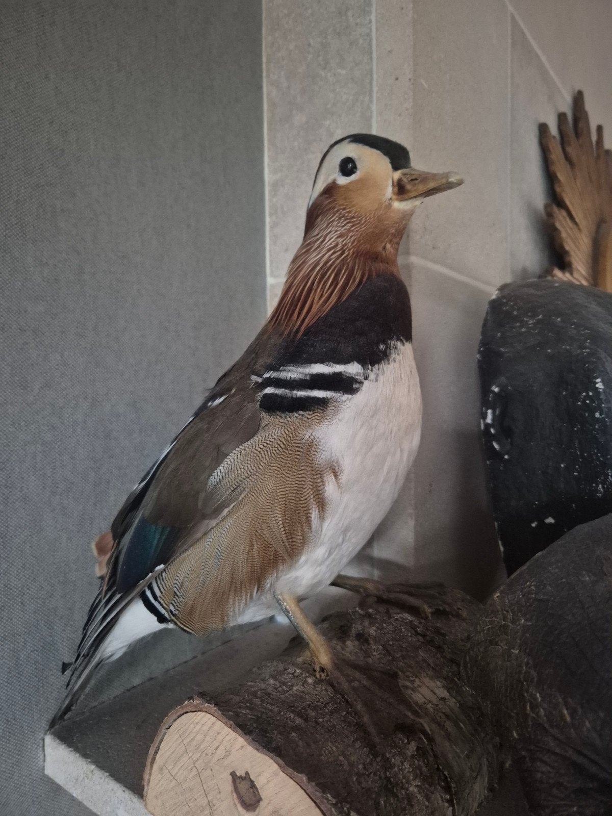 opgezette vogel taxidermie, Ophalen of Verzenden, Zo goed als nieuw, Vogel, Opgezet dier