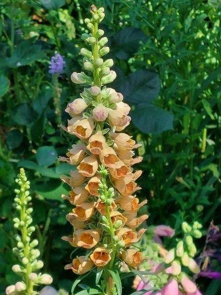 zaden Digitalis ferruginea, Verzenden, Voorjaar, Halfschaduw, Zaad