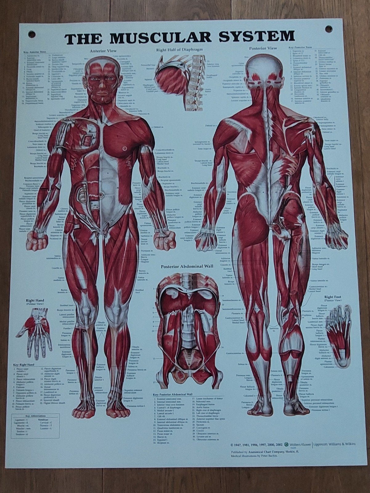 Anatomische Poster: Het Spierstelsel (The Muscular System), Ophalen