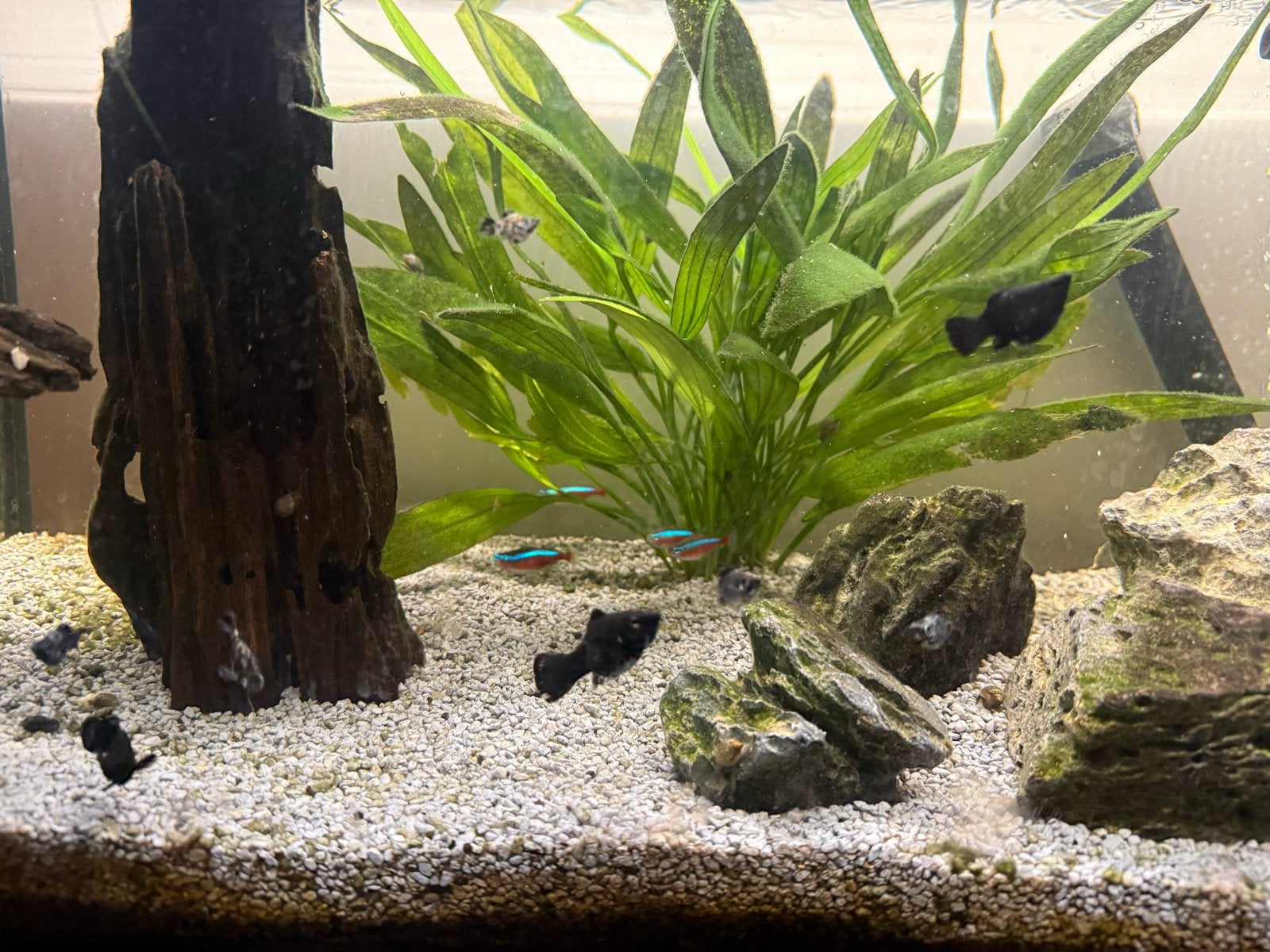 Aquarium - ballon molly - visjes, Vis, Zoetwatervis