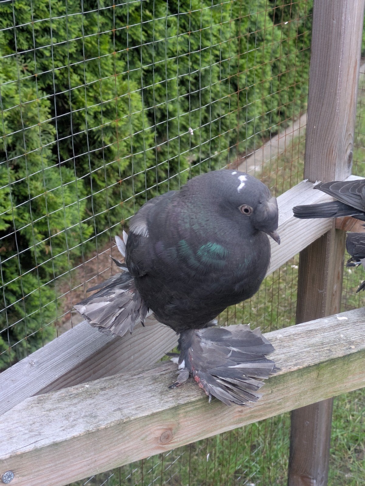 Takla Duiven, Dieren en Toebehoren, Vogels | Duiven, Meerdere dieren, Postduif