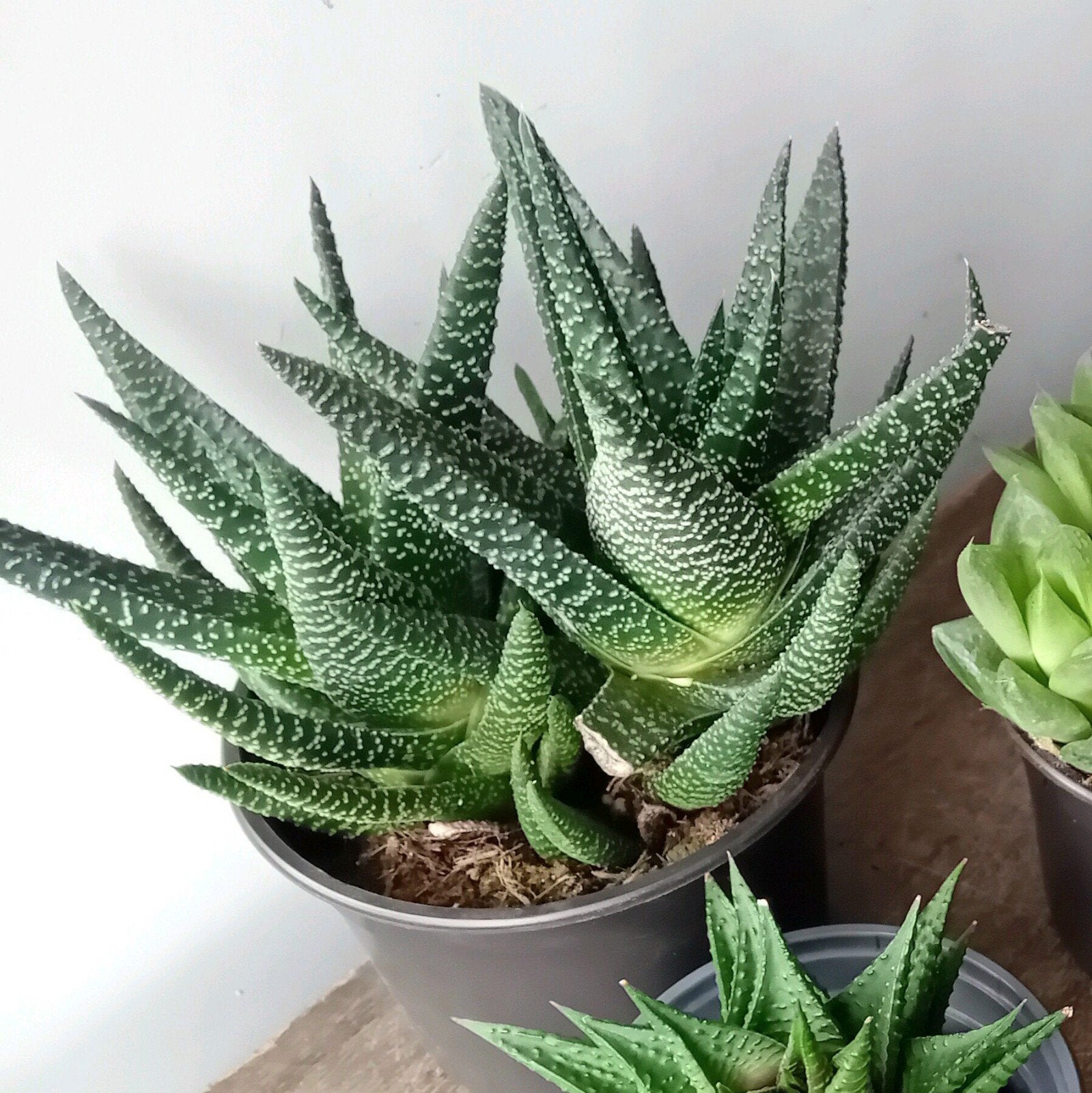 Kamerplant 20cm   Weinig licht en water nodig, Huis en Inrichting, Ophalen, Vetplant, Halfschaduw, In pot