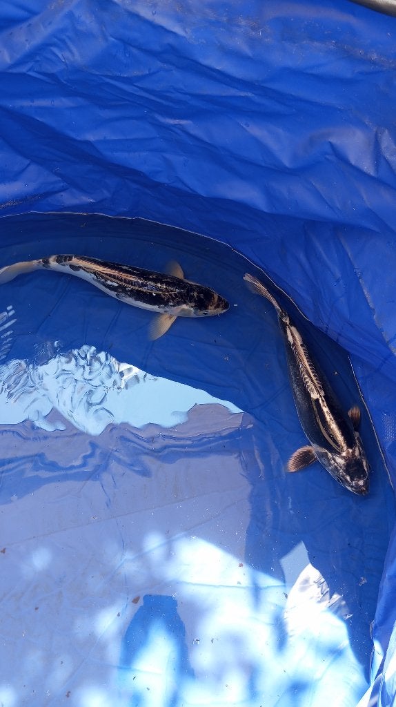 Koi, Dieren en Toebehoren, Karper of Koi