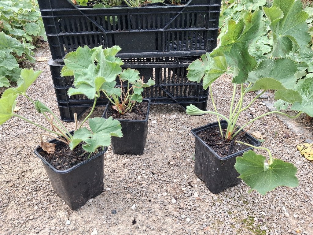 Vrouwenmantel (Alchemilla mollis) 0,50 eurocent, Overige soorten, Vaste plant, Ophalen of Verzenden, Halfschaduw