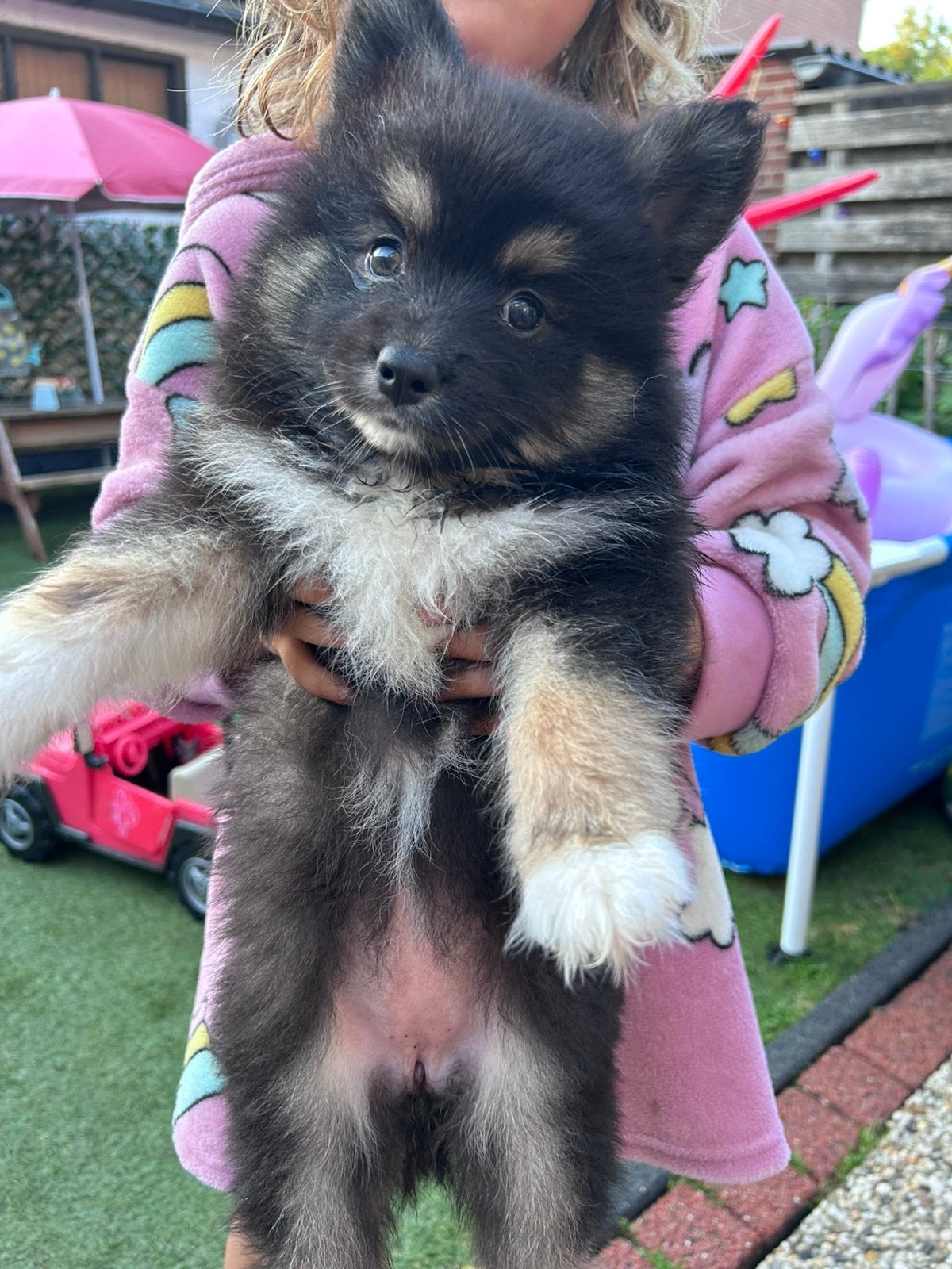 Pomsky, Dieren en Toebehoren, Overige rassen, 8 tot 15 weken, Parvo, Meerdere