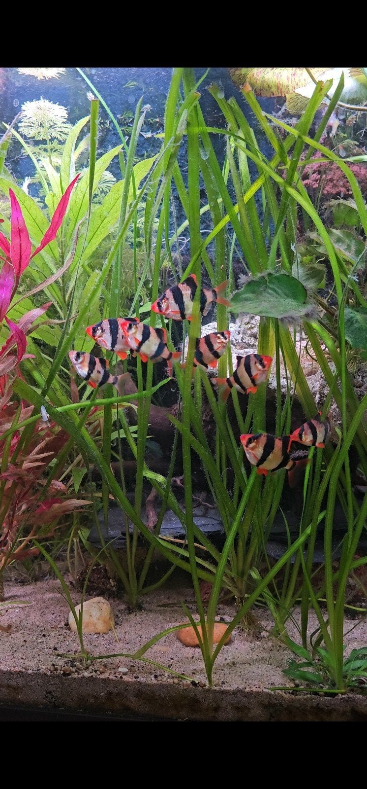 9 tiger barbs Samutraan, Dieren en Toebehoren, Vissen | Aquariumvissen, Vis