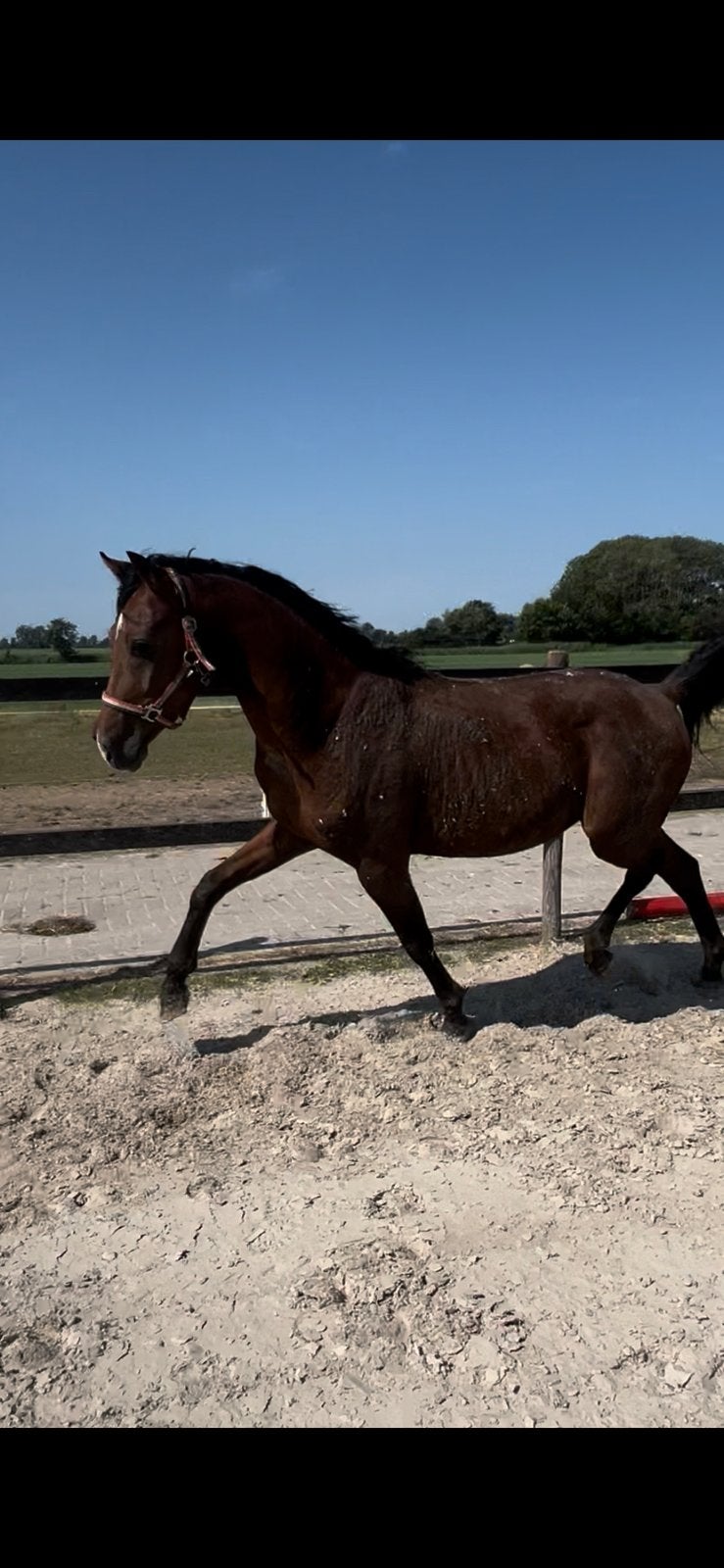 3 jarige lieve rauwe E pony, E pony (1.48m - 1.57m), Met stamboom, Dressuurpony, Hengst