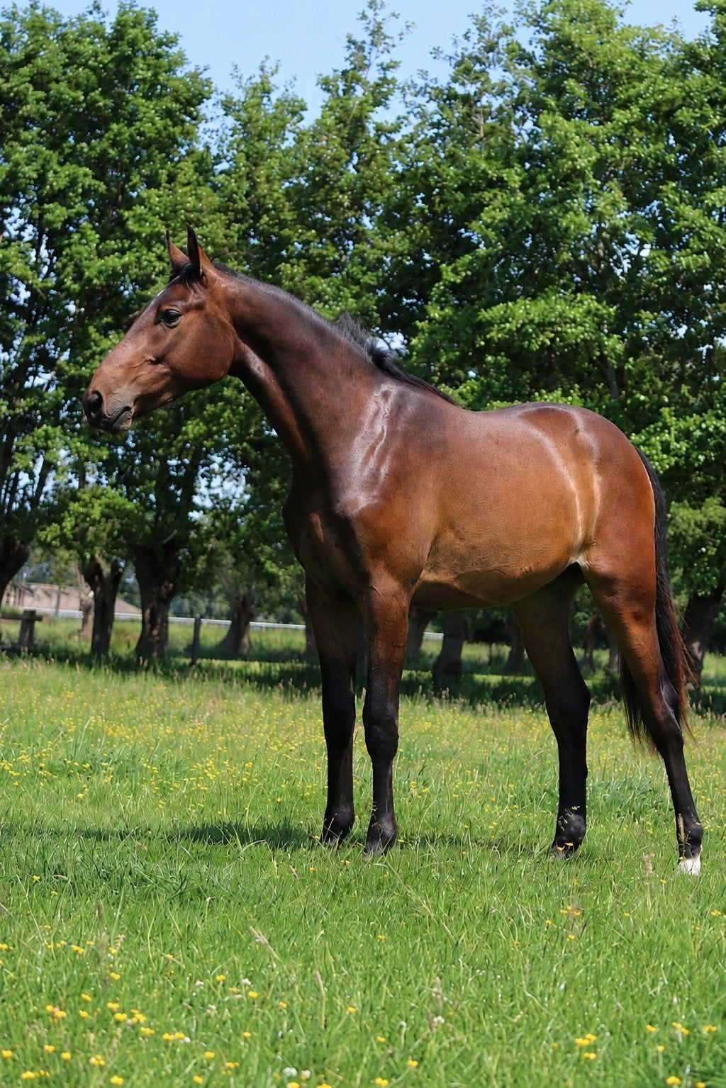 Super lieve 2 jarige allround gefokte ruin, Ruin, Met stamboom, 0 tot 2 jaar
