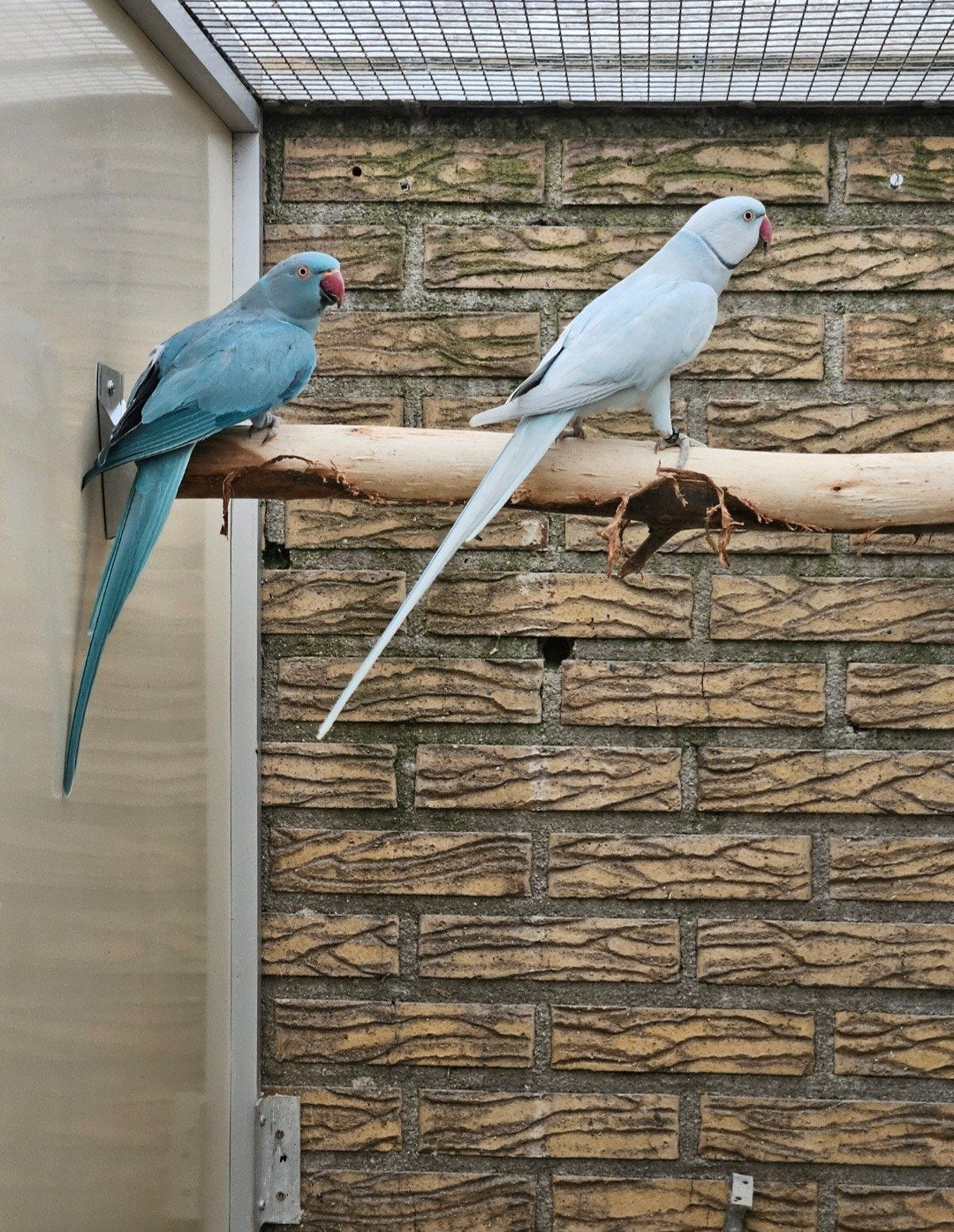 Halsbandparkieten, Dieren en Toebehoren, Vogels | Parkieten en Papegaaien, Meerdere dieren, Parkiet