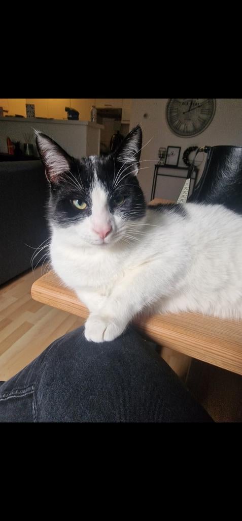 Lieve Kater zoekt nieuw huisje, Dieren en Toebehoren, Katten en Kittens | Overige Katten, Kater