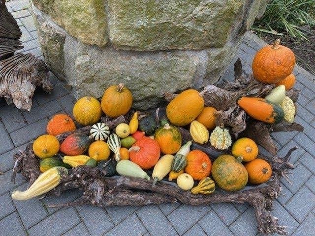 pompoenen, Ophalen, Volle zon