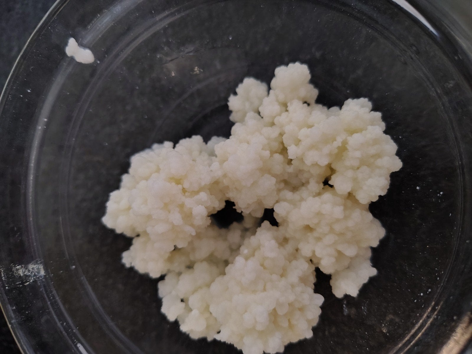 kefir korrels, Ophalen