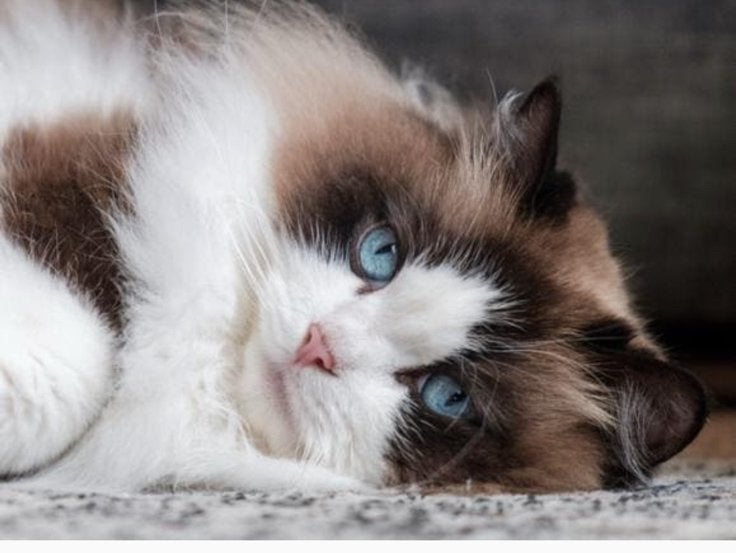 Ragdoll dek kater, Kater, Ontwormd