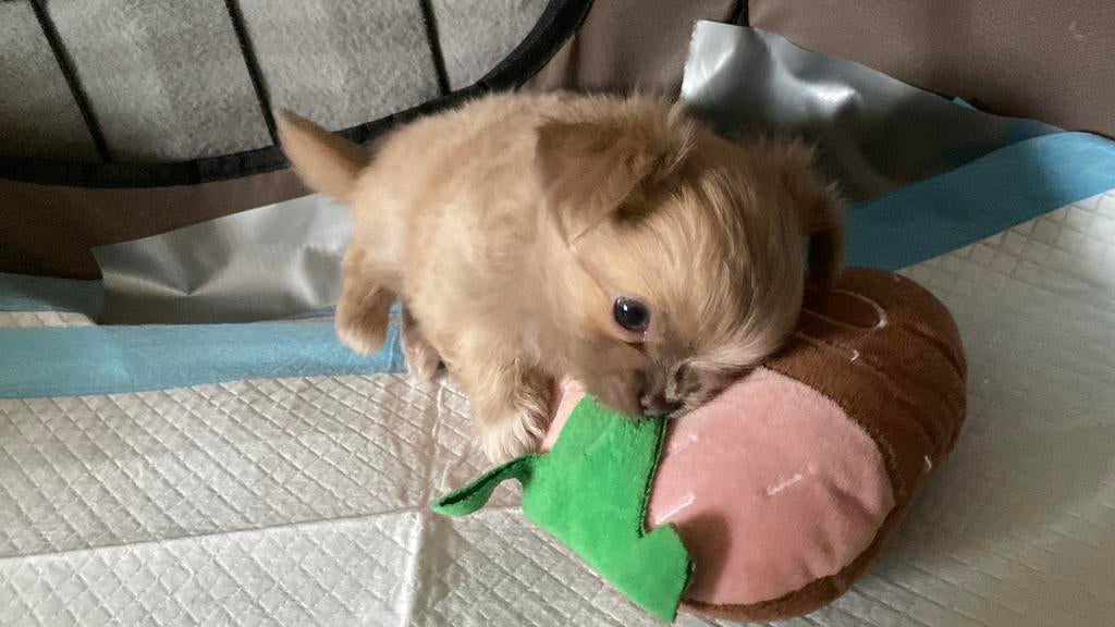 Chihuahua pups, Parvo, 8 tot 15 weken, Meerdere, Meerdere dieren