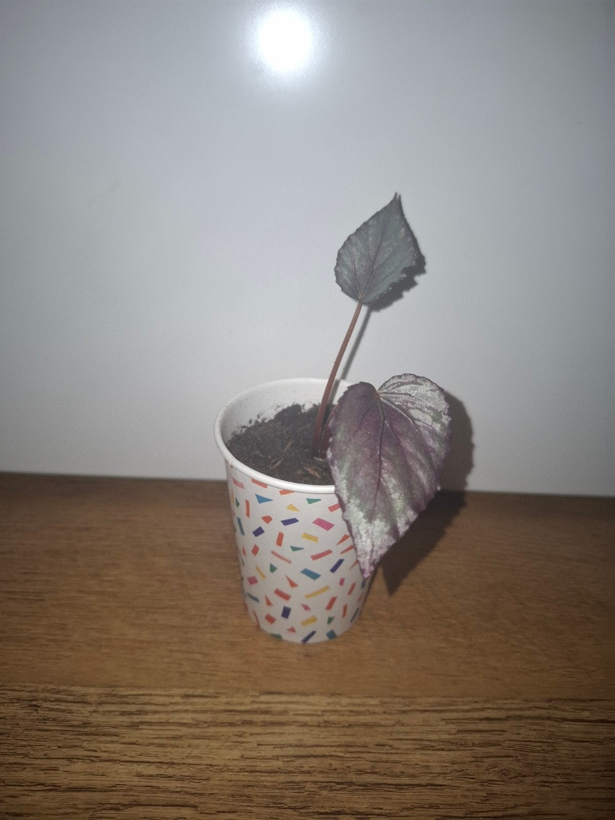 Begonia Rex stek, Ophalen, Overige soorten, Halfschaduw, Minder dan 100 cm