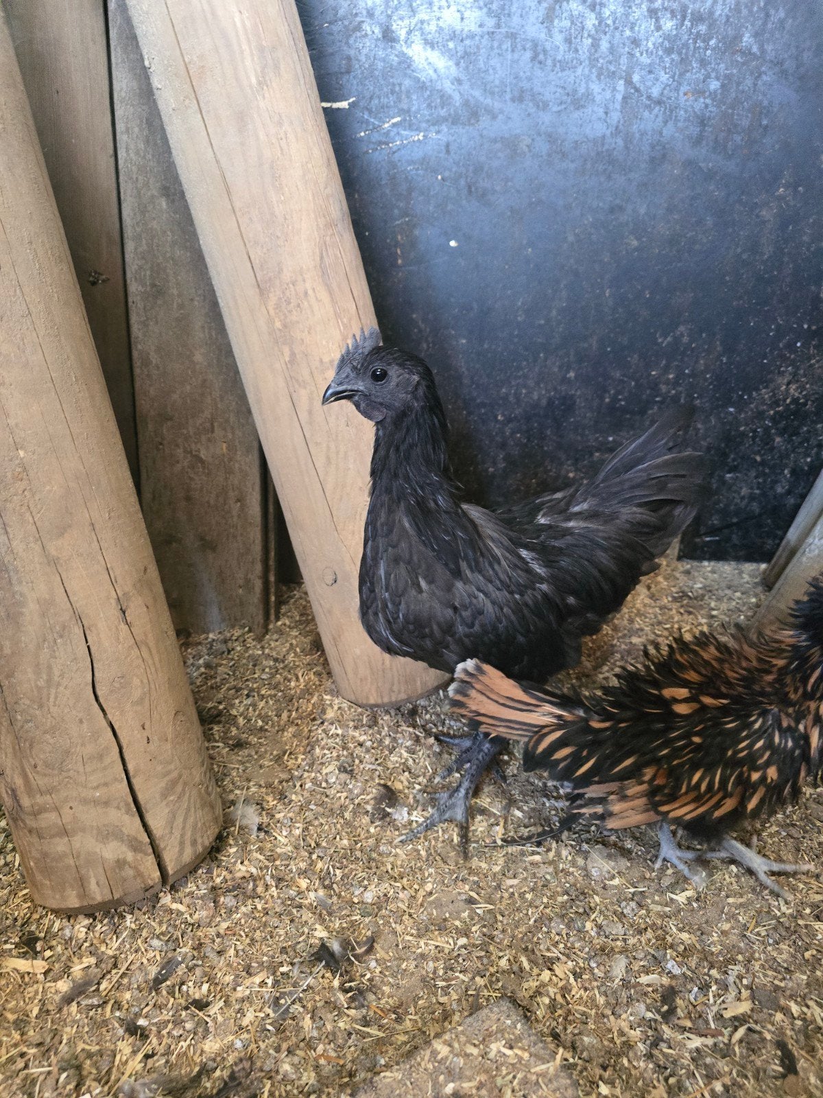 jonge ayam cemani haan, Dieren en Toebehoren, Mannelijk, Kip