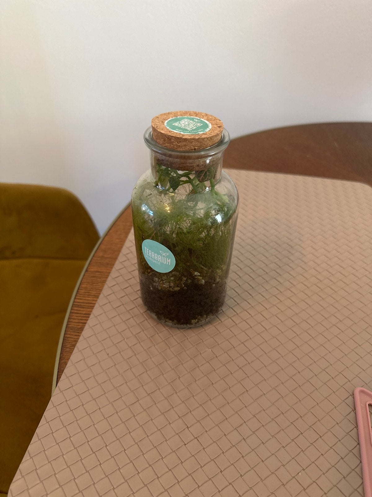 Terrarium plant in glazen fles met kurk, Ophalen of Verzenden, Nieuw, Groen, Glas