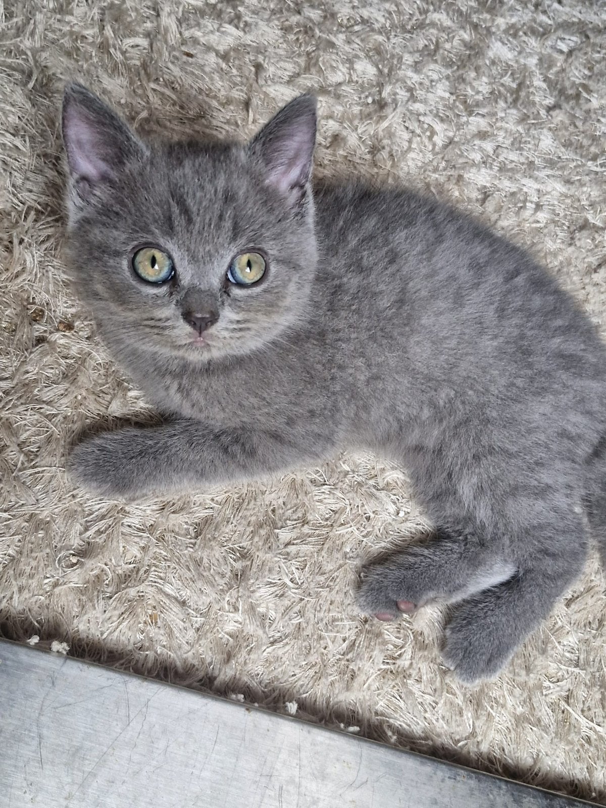 Zeven prachtige katten, zowel Britse als Ragdoll-katten., Meerdere dieren