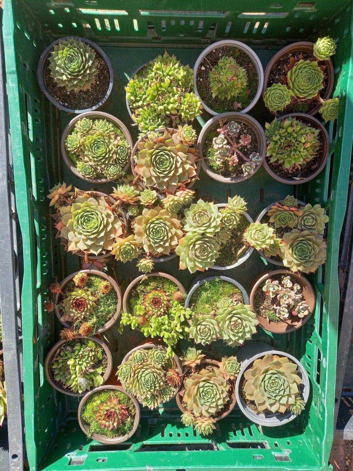 rotsplantjes#vetplantjes#sedum, Ophalen, Overige soorten, Volle zon