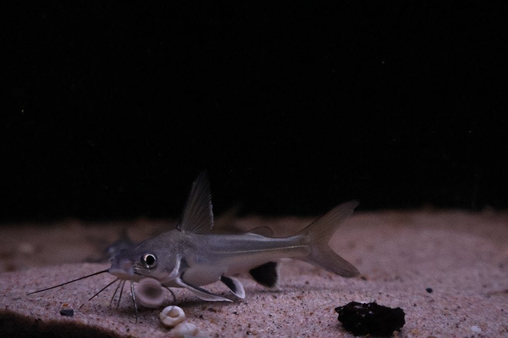 Minihaai (Ariopsis seemanni), Dieren en Toebehoren, Vissen | Aquariumvissen, Zoetwatervis, Vis