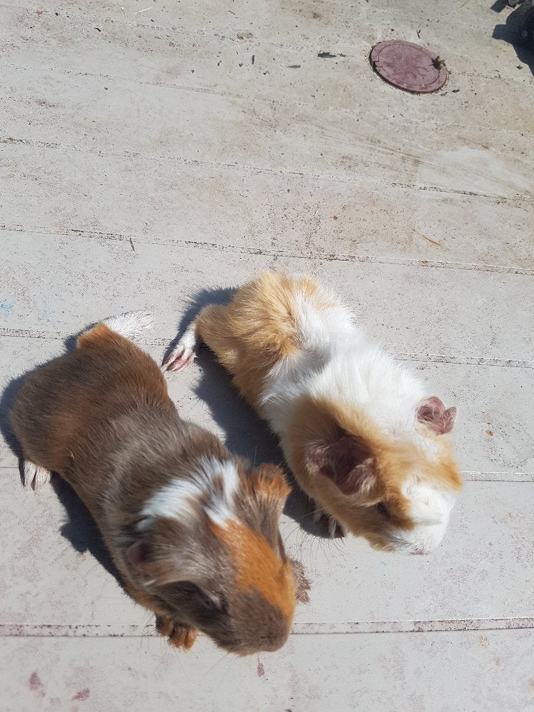 1 cavia zeugje Peruvian cremebont, Dieren en Toebehoren, Knaagdieren, Cavia, Juni, Vrouwelijk, Tam