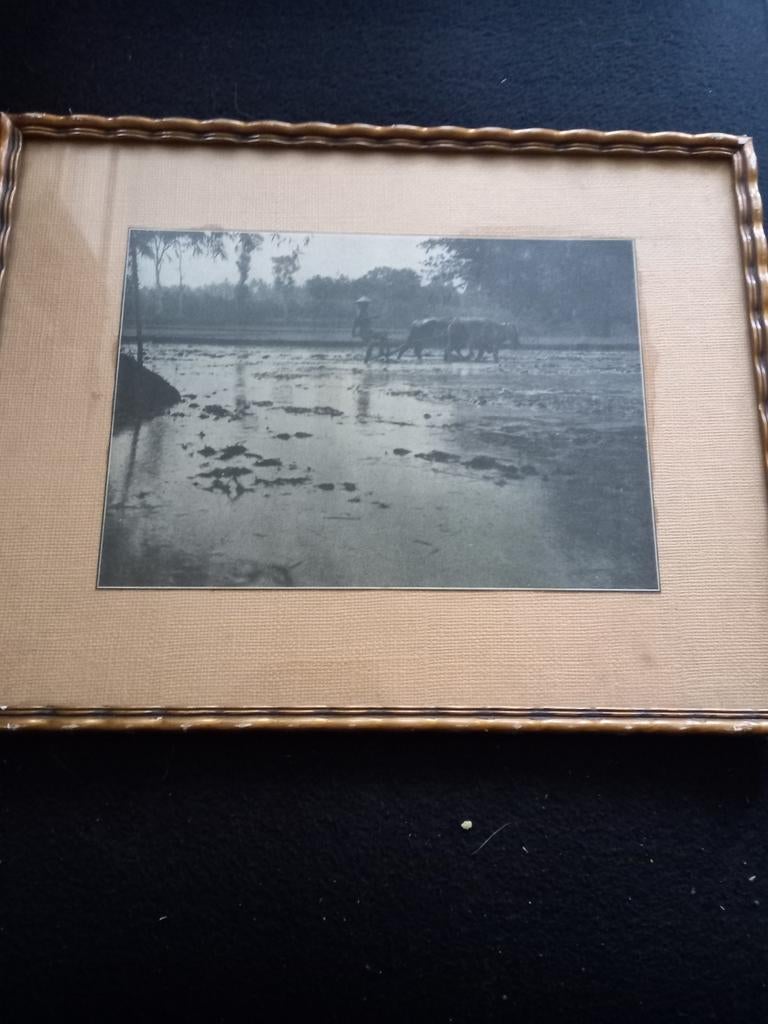 Vintage foto: Rijstvelden met boer en buffels, Antiek en Kunst, Ophalen of Verzenden
