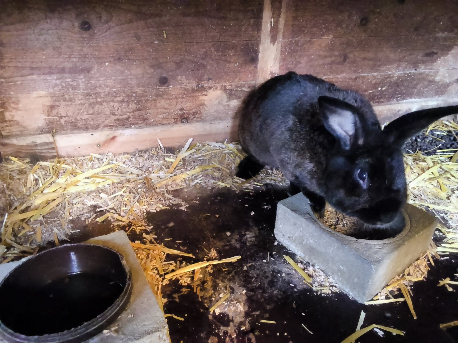 jonge konijnen 9 weken 7.50€, Dieren en Toebehoren, Meerdere dieren