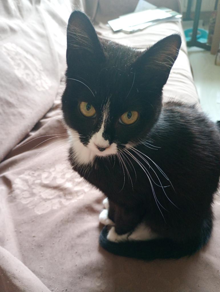 Ivy, Verzenden, Nieuw, Hond of Kat, Overige typen