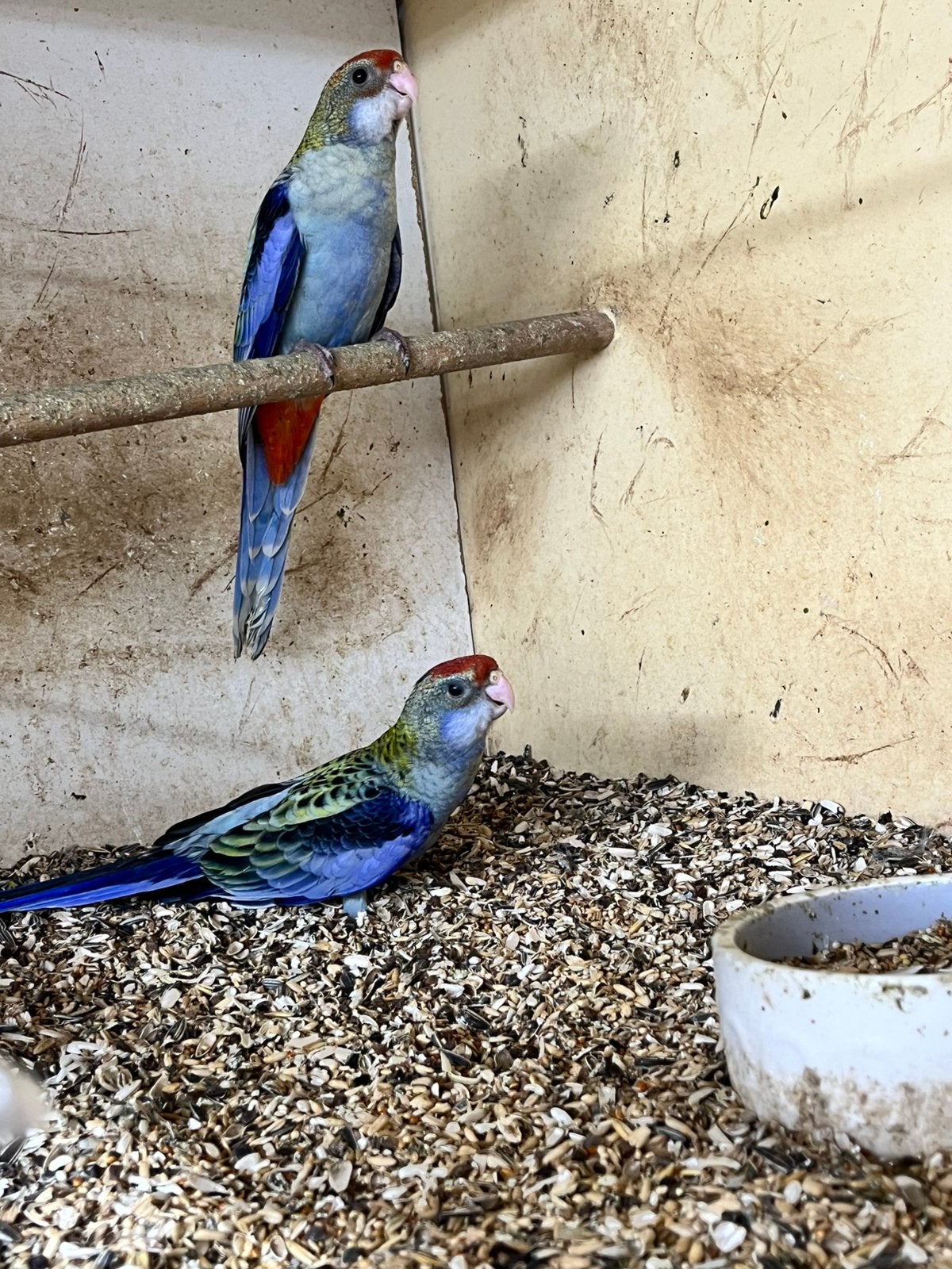 Te koop bleekkoppen. Split lutino, Dieren en Toebehoren, Mannelijk, Parkiet