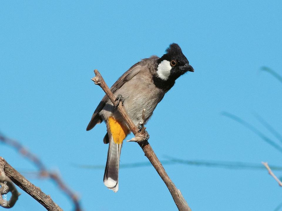 Iraqis bulbul. 2 stock, Vrouwelijk