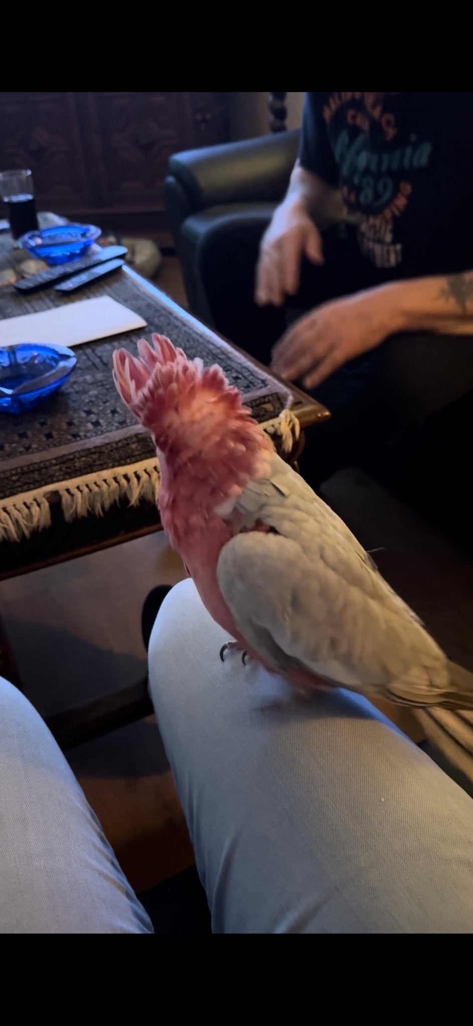 Rose kaketoe papieren, kooi en chip, Dieren en Toebehoren, Vogels | Parkieten en Papegaaien, Mannelijk, Papegaai