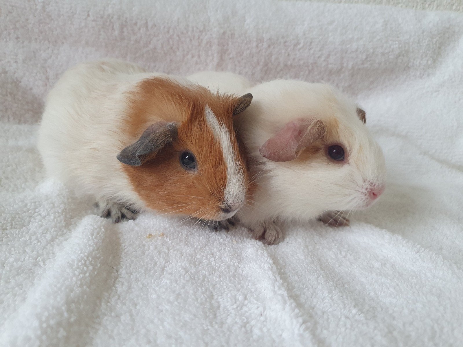 cavia broertjes rond de 5 weekjes jong, Dieren en Toebehoren, Knaagdieren, Cavia, Mannelijk, Juli, Tam