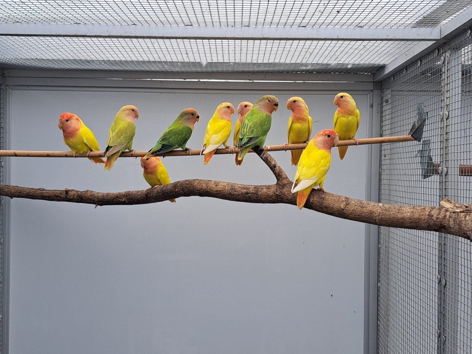 Jonge Lutino Roseicollis (Gele Roodkoppen) | Tam te maken, Dieren en Toebehoren, Meerdere dieren, Tropenvogel, Geringd