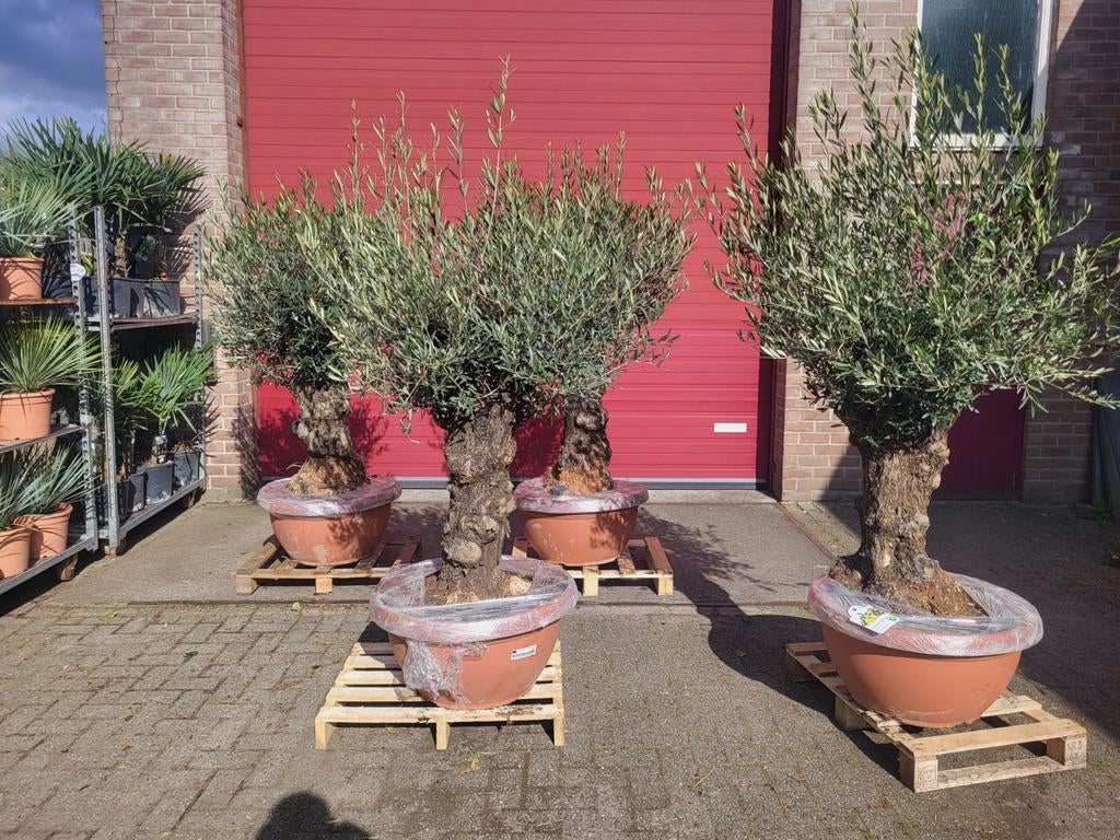 Mooie oude grillerige olijfbomen nu in de actie, Volle zon, Ophalen of Verzenden, 100 tot 250 cm, Olijfboom