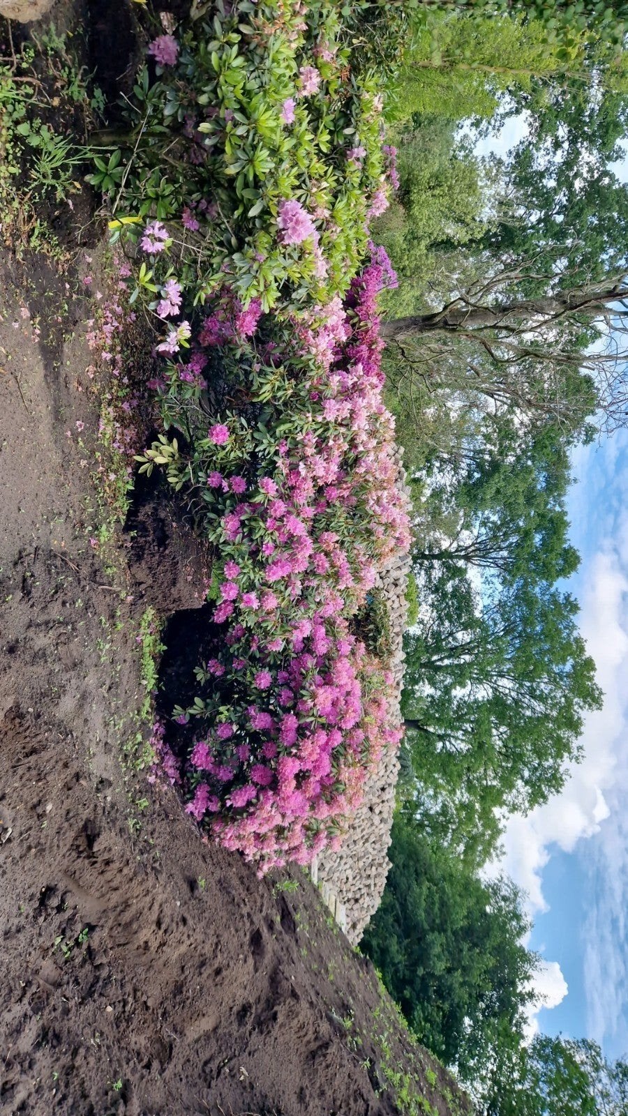 XXL Rhododendrons - Prachtige Bloeiende Struiken, Vaste plant, Halfschaduw, Lente, Ophalen