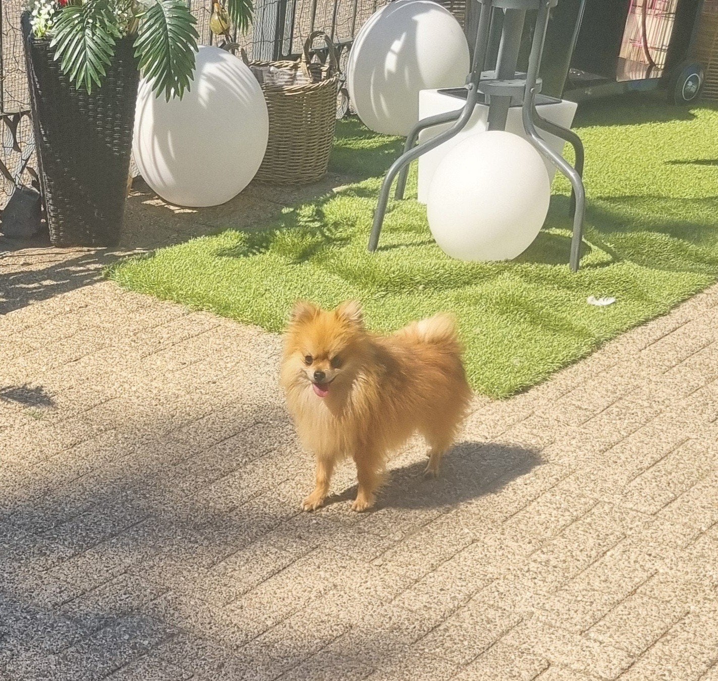 Pomeriaan Dekreu aangeboden, Reu, 1 tot 2 jaar, Meerdere, Nederland