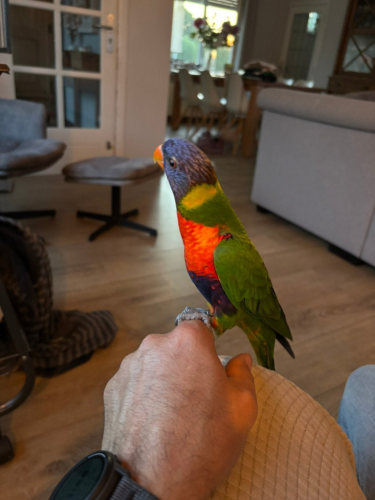 Handtamme Lori van de Blauwe Bergen, Dieren en Toebehoren, Vogels | Parkieten en Papegaaien, Geslacht onbekend, Papegaai, Pratend