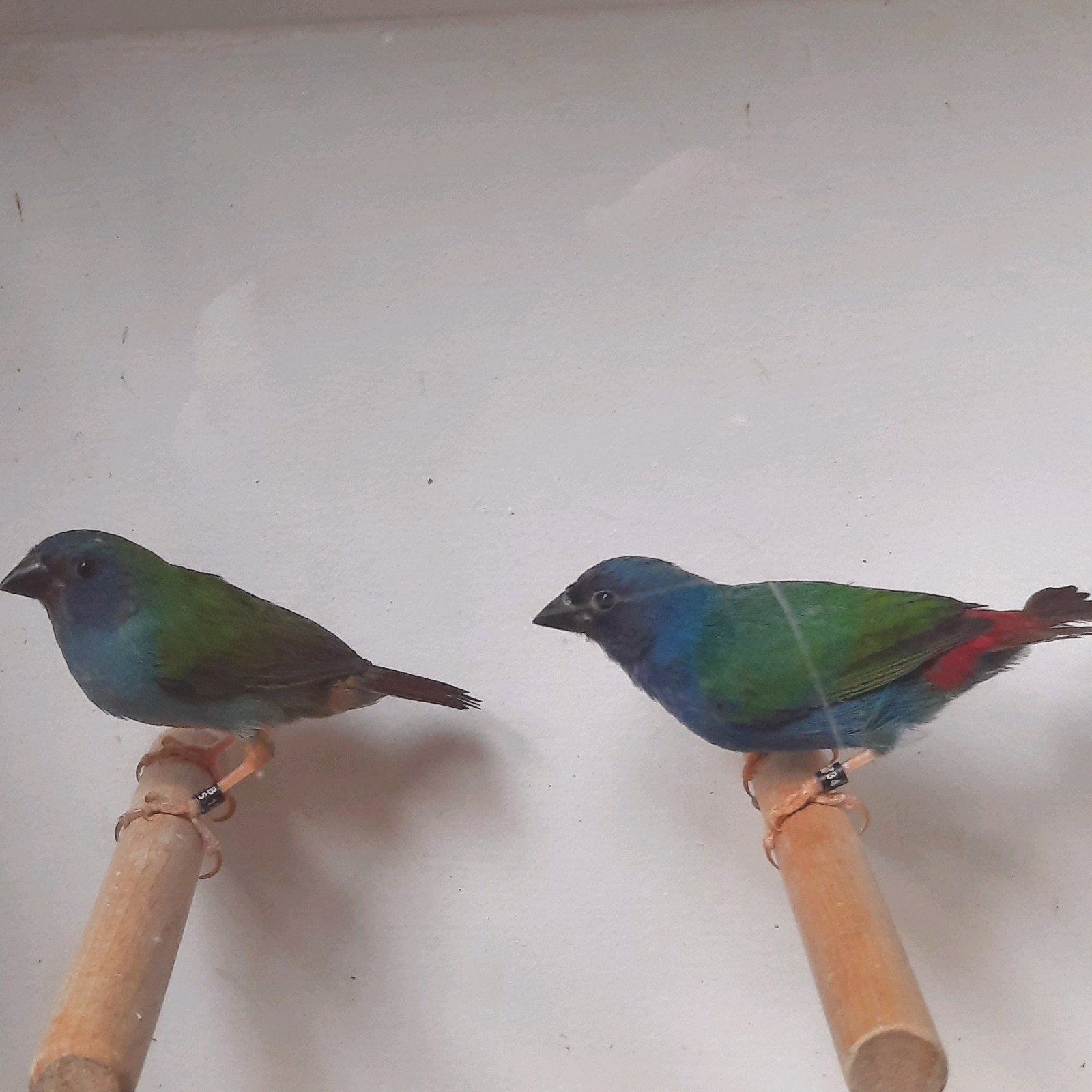 forbes papegaaiamadine, Meerdere dieren, Tropenvogel, Geringd