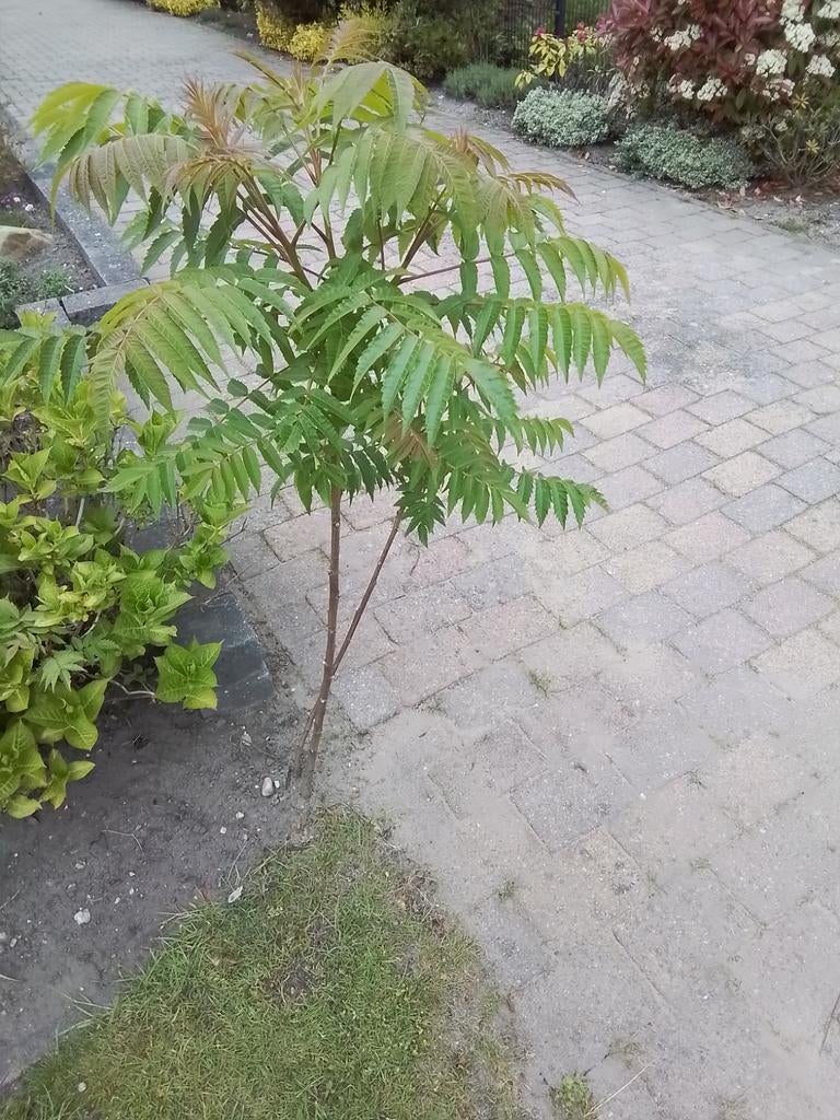 Fluweelboom (Rhus typhina) - Jonge plant, Tuin en Terras, Overige soorten, 100 tot 250 cm, Zomer, Ophalen