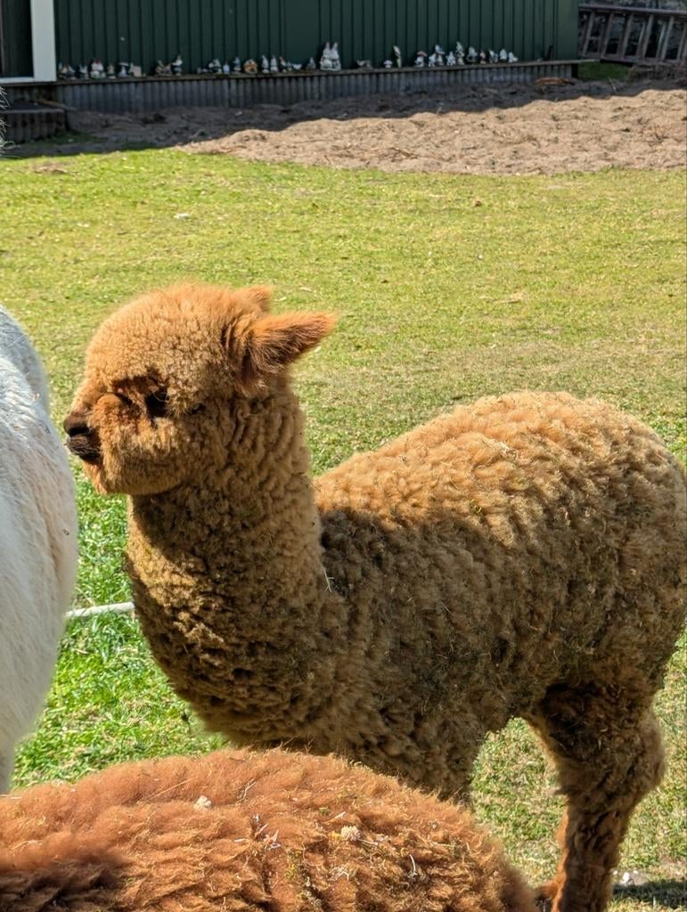 Mooie rustige Alpaca hengst aug 2025 caramel bruin, Dieren en Toebehoren, Augustus, Mannelijk