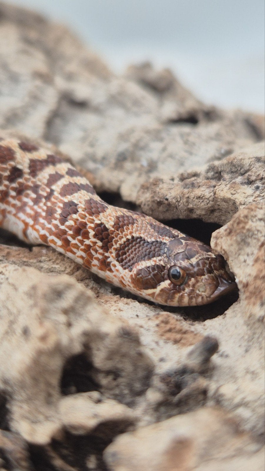 Ex red het albino haakneusslang Hognose Snake photo 2