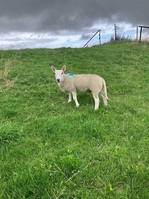 border leicester  ram lammeren, Dieren en Toebehoren, Schapen, Geiten en Varkens, Schaap, Mannelijk