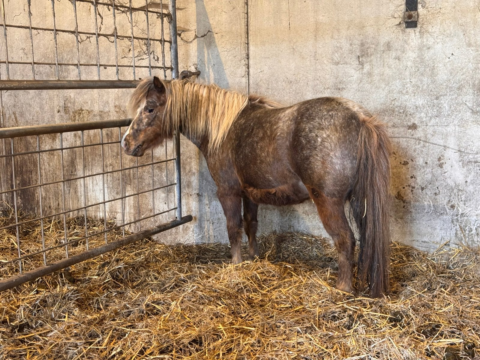Shetlandpony merrie, Dieren en Toebehoren, Pony's, Merrie, A pony (tot 1.17m), 7 tot 10 jaar, Onbeleerd