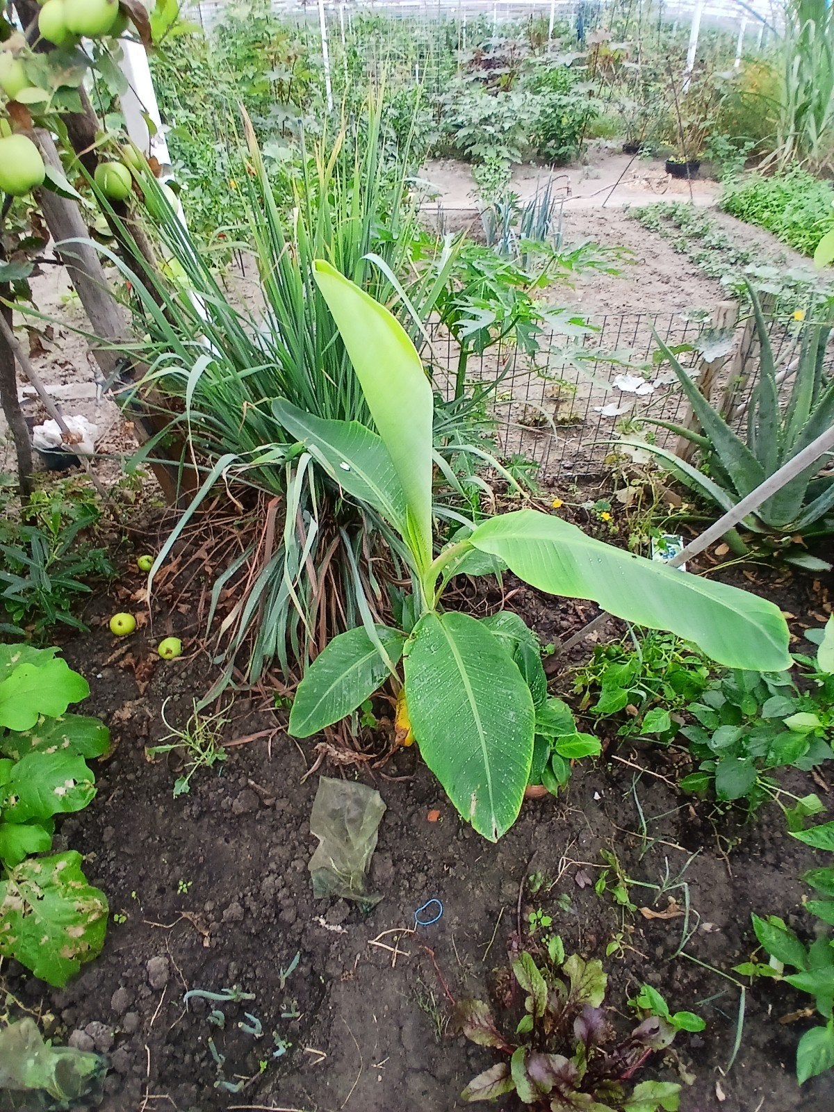 duizend vinger banaan. 1meter hoog, Ophalen, Overige soorten, Volle zon