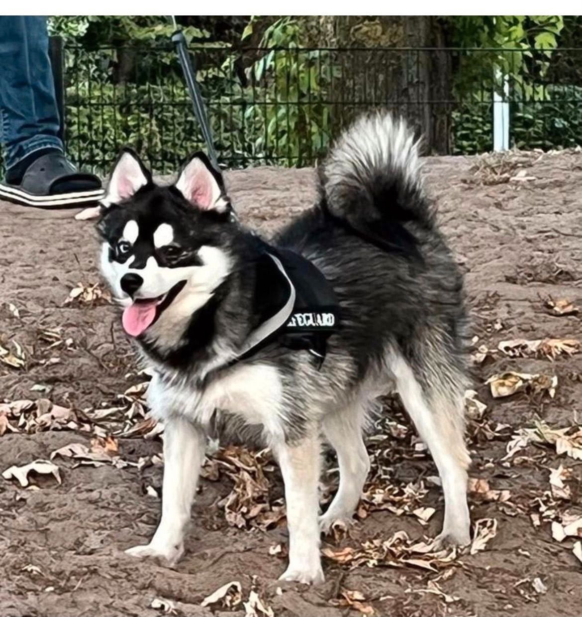Pomsky 2 teefjes 1 reu, Keeshond, Parvo, Meerdere, Meerdere dieren