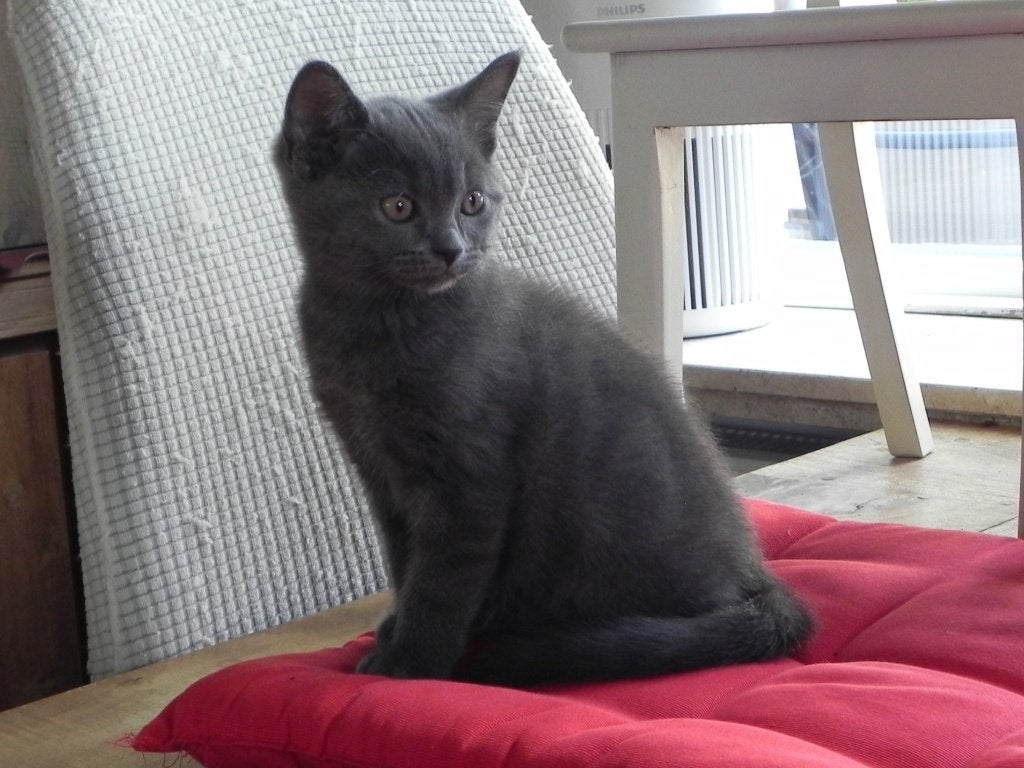 Britse korthaar kittens met en zonder stamboom, Dieren en Toebehoren, Meerdere dieren, Met stamboom, 0 tot 2 jaar